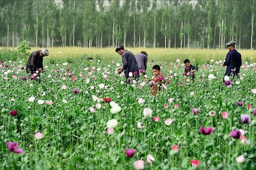 Афганські фермери збирають опійний мак, щоб отримати латекс опіуму, який використовується для виготовлення героїну