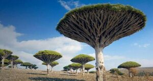 Socotra is a unique place on the Earth